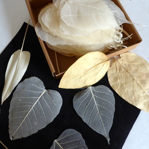 NEW NATURAL DRIED BODHI SKELETON FALL LEAF BOX DECOR SCRAPBOOK CRAFT ODDITY - Picture 1 of 7